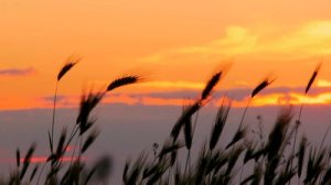 stock-footage-wheat-at-sunset-silhouette-beautiful-ears-of-wheat-against-the-sky-at-sunset